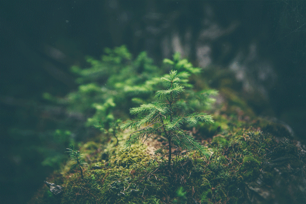 A Tree planted for every order