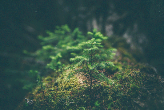 A Tree planted for every order